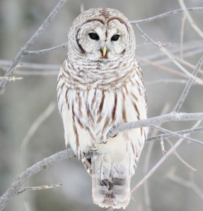 white-owl-in-winter